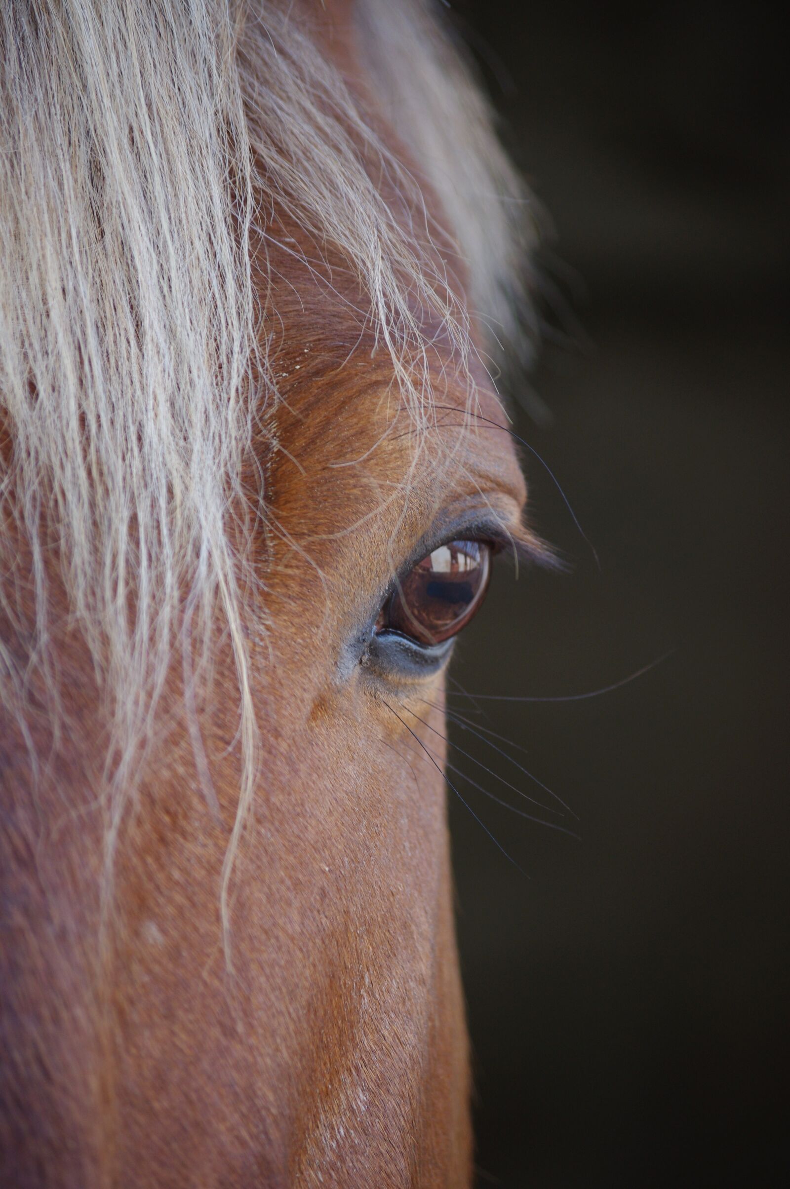 Pentax K-x sample photo. Look, horse, half-line photography