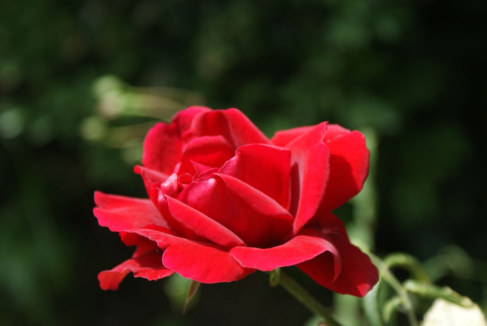 Sony Alpha DSLR-A200 sample photo. Flower, rose, red photography