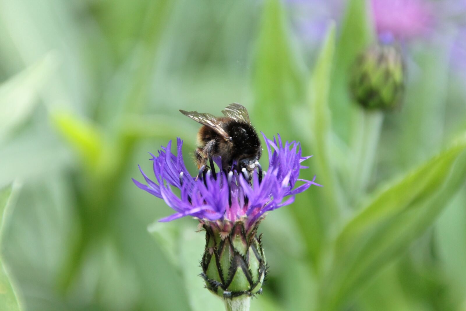 Canon EOS 550D (EOS Rebel T2i / EOS Kiss X4) sample photo. Flowers, hummel, insect photography