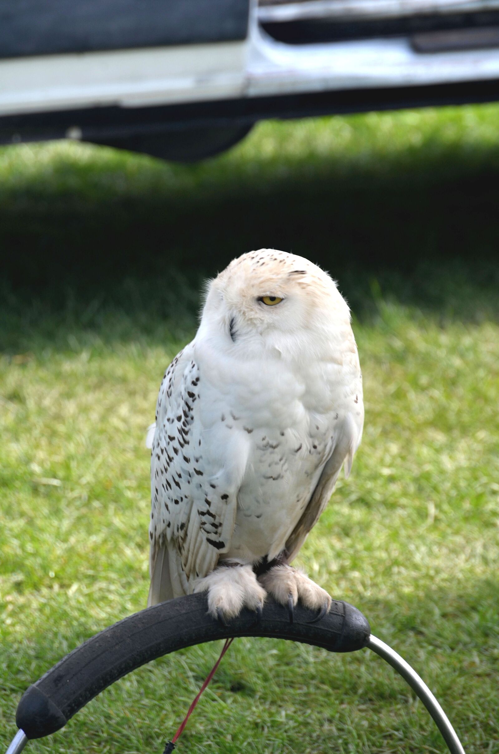 Nikon D5100 sample photo. Snowy owl, owl, bird photography