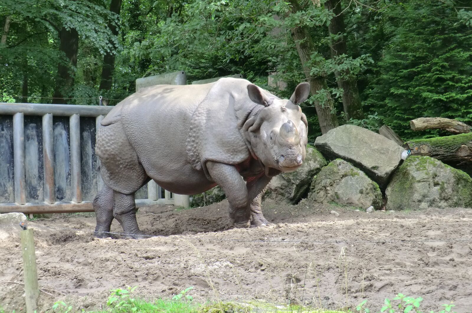 CASIO EX-H5 sample photo. Nature, zoo, rhino photography