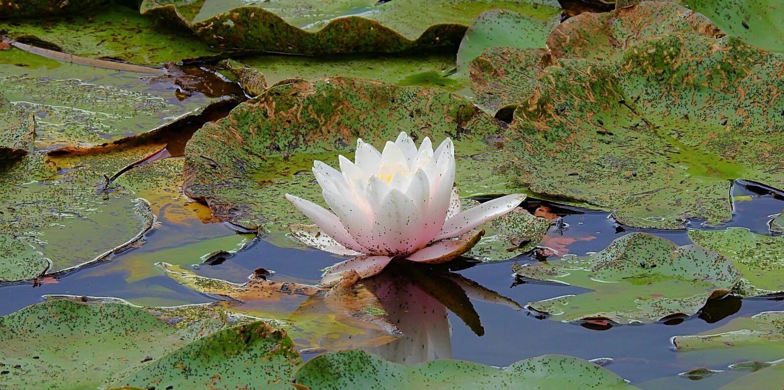 Nikon Coolpix P900 sample photo. Water lily, pond, flower photography