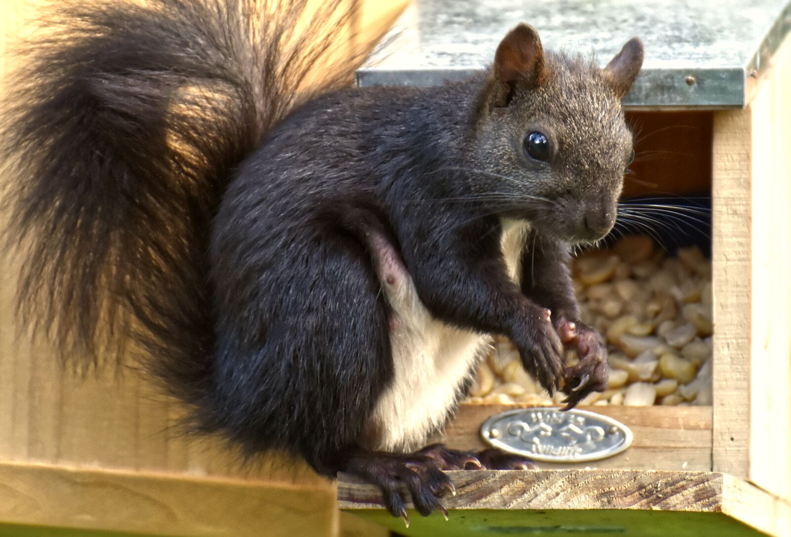 Nikon D7200 sample photo. Squirrel, nager, cute photography