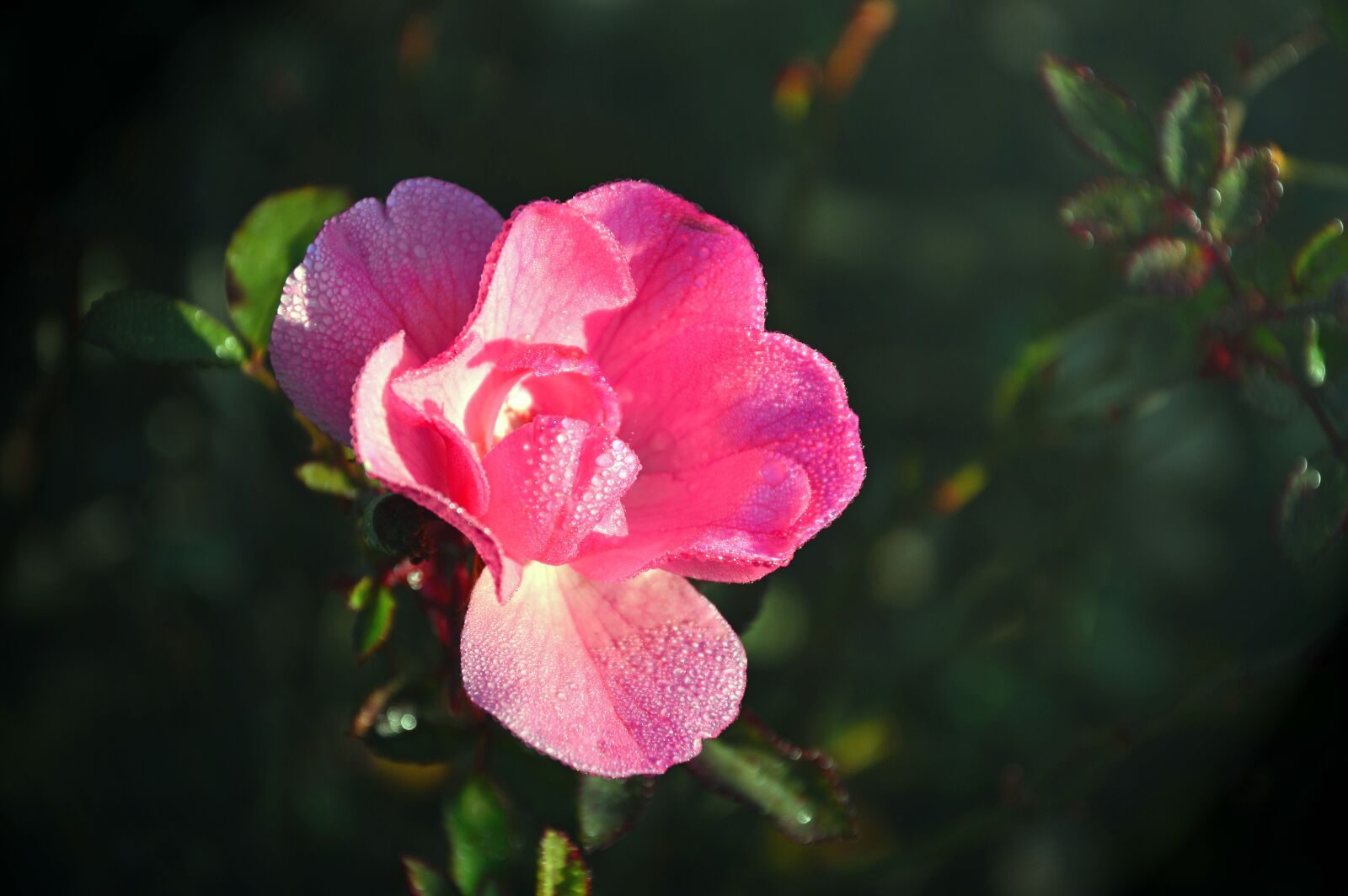Nikon D3200 sample photo. Rose, wild rose, blossom photography