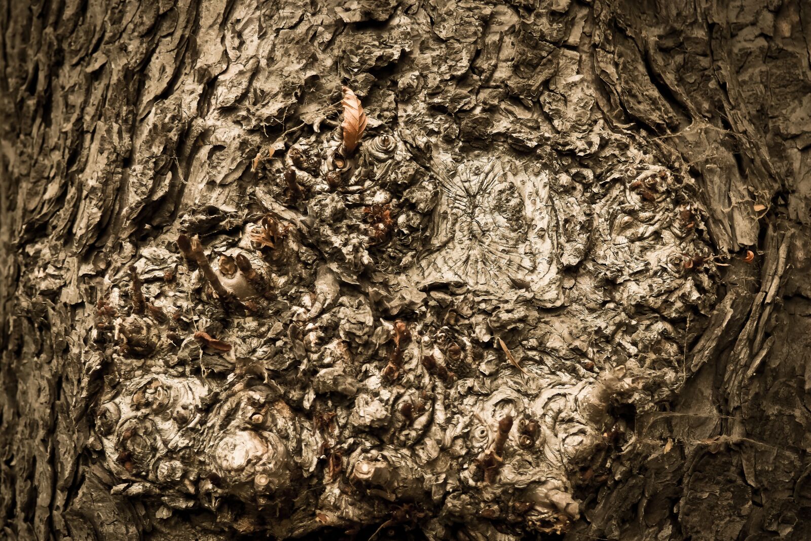 Olympus OM-D E-M10 sample photo. Tree, tree bark, log photography