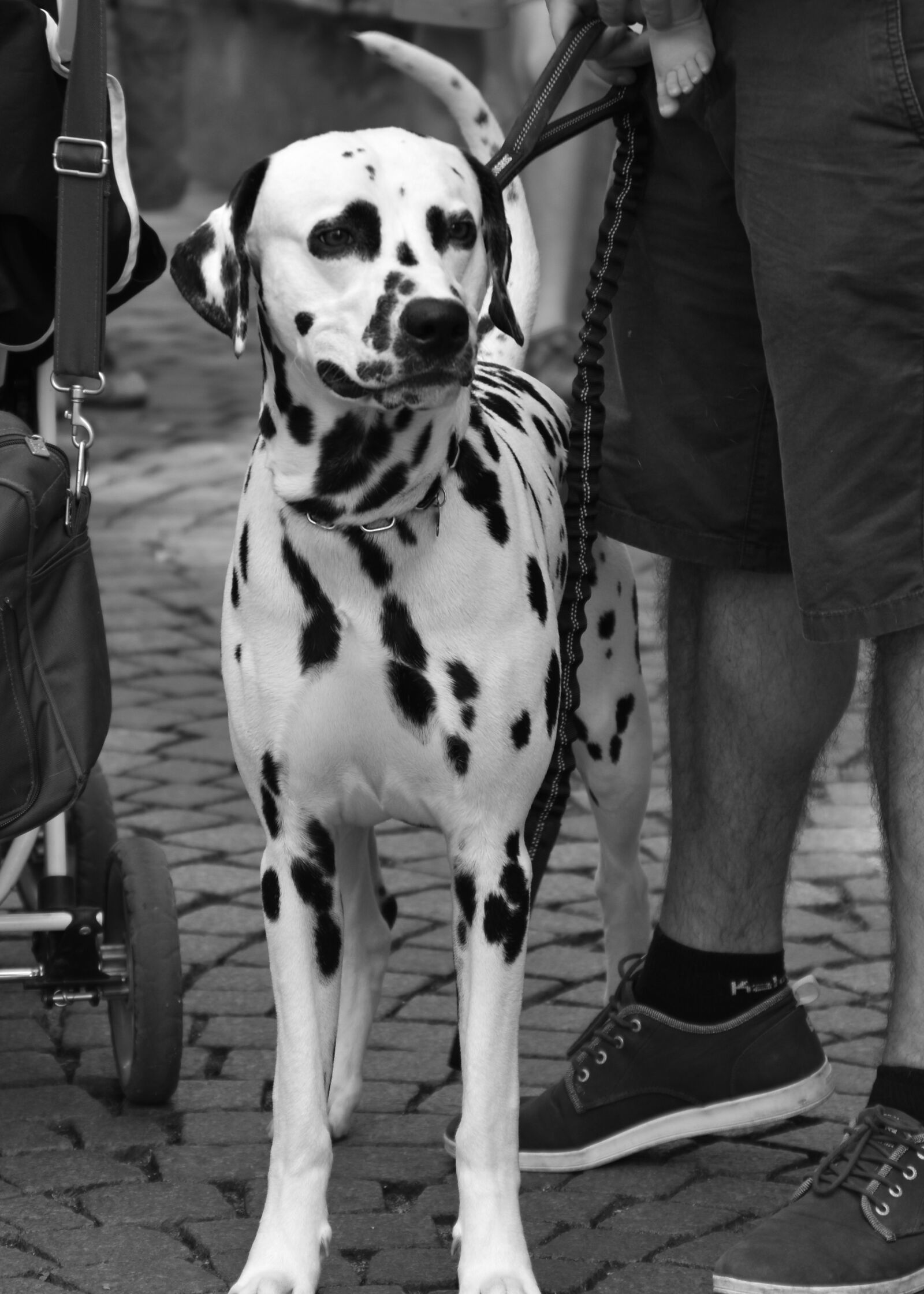 Nikon D7200 sample photo. Dalmatian, dog, cute photography