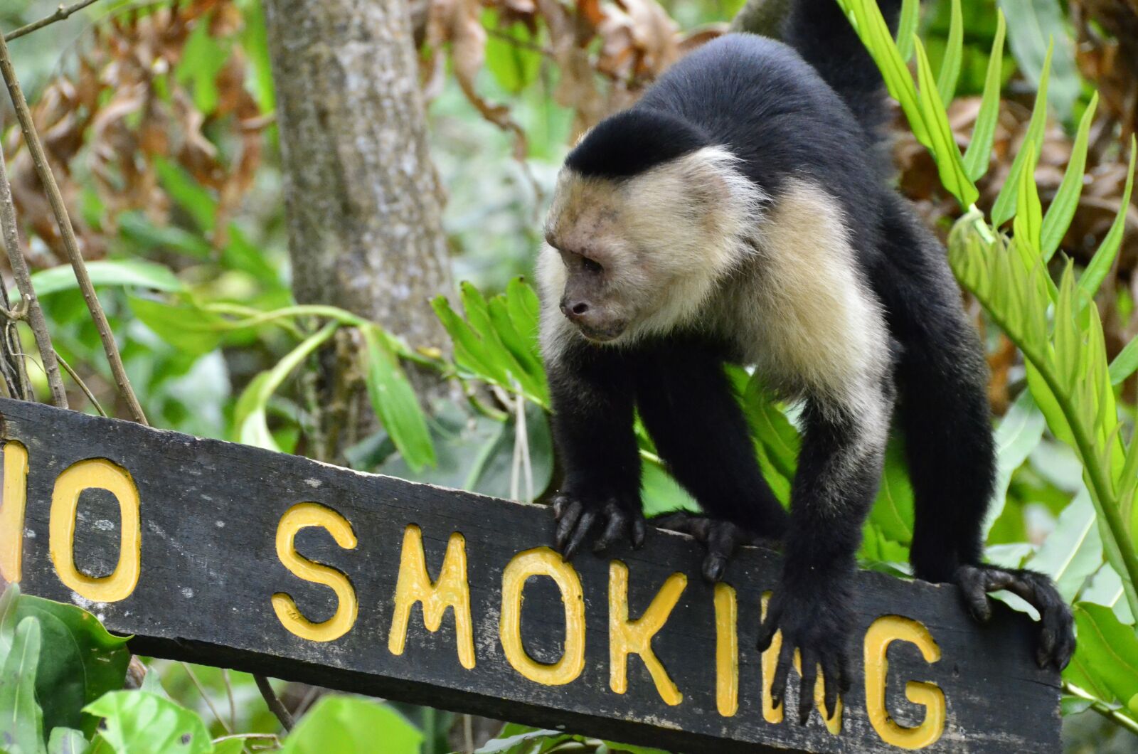Nikon D7000 sample photo. Costa rica, capuchin, puerto photography