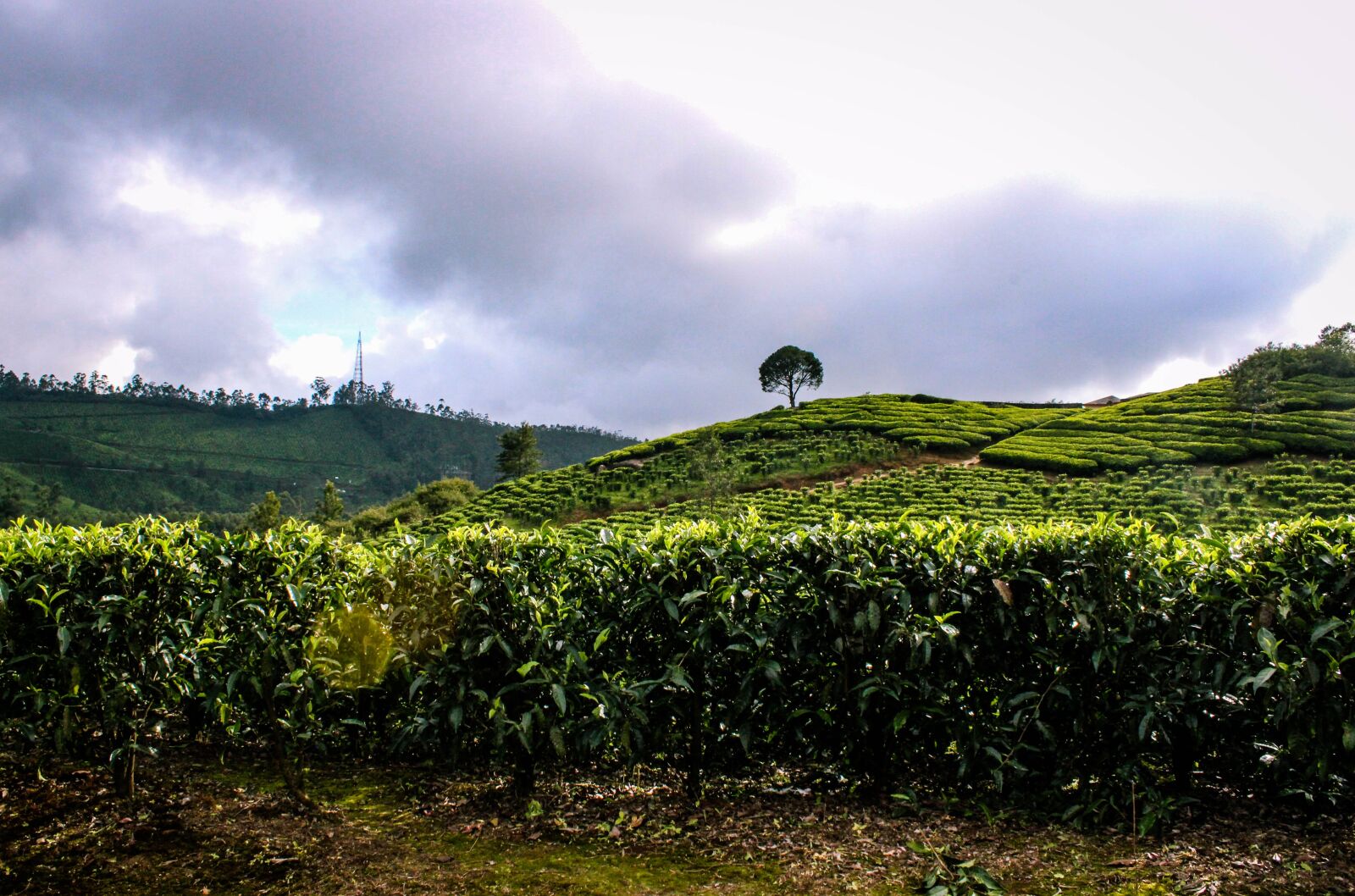 Canon EOS 1300D (EOS Rebel T6 / EOS Kiss X80) sample photo. Munnar hills, munnar, kerala photography