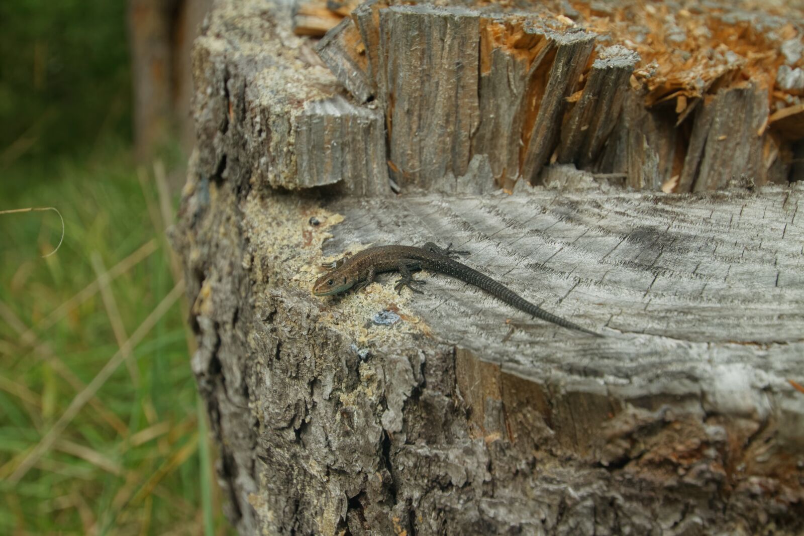 Canon EOS 500D (EOS Rebel T1i / EOS Kiss X3) sample photo. Forest, nature, lizard photography