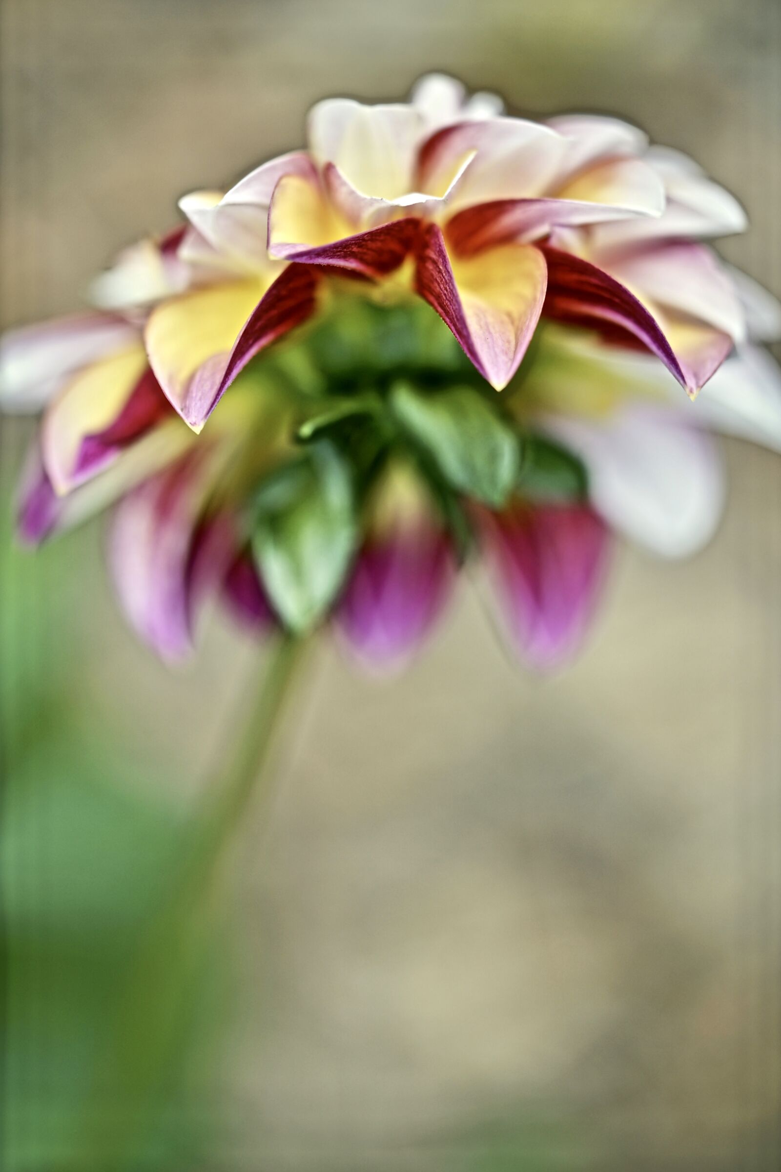 Sony a7R II sample photo. Daley plant, flower, garden photography