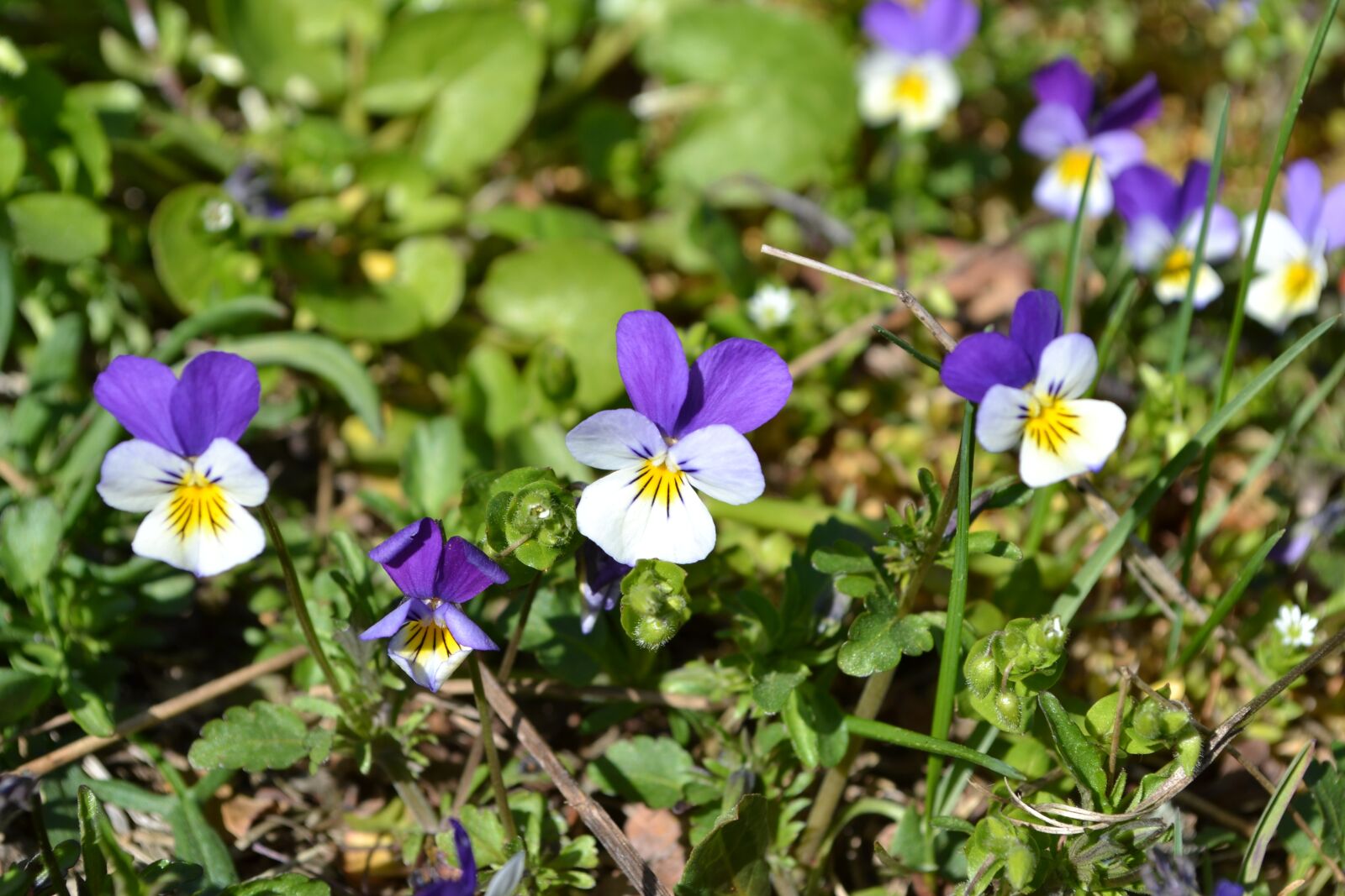 Nikon D3100 sample photo. Violets, nature, flowers photography