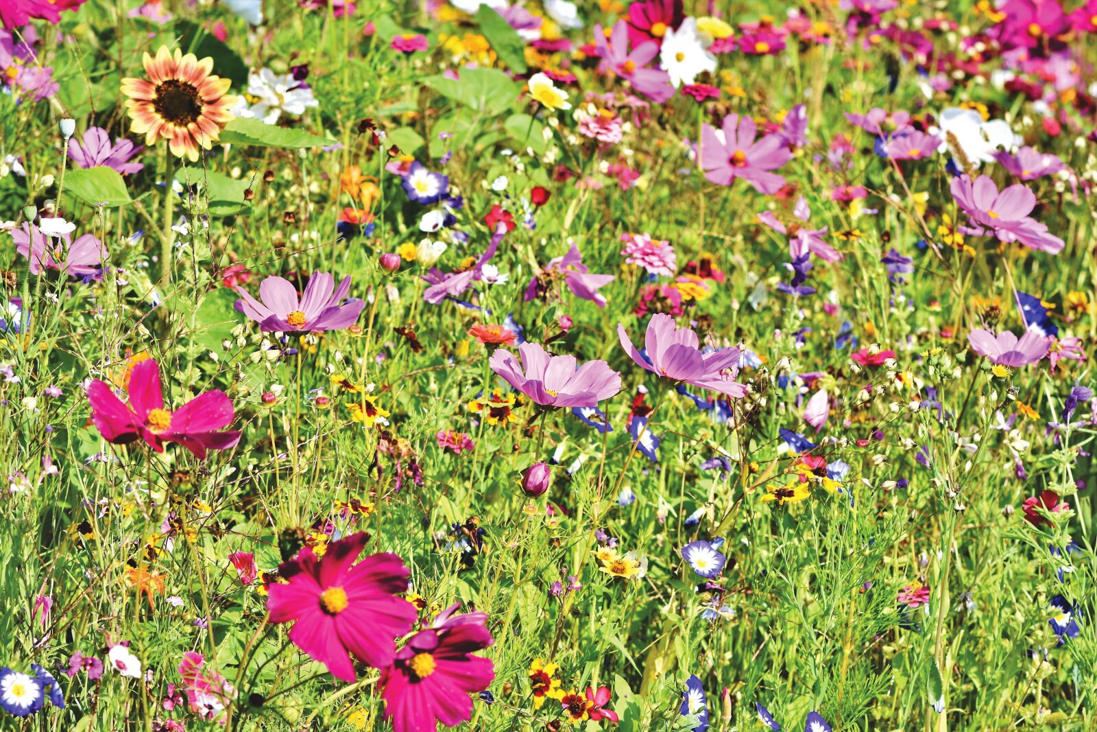 Nikon D7200 sample photo. Flower meadow, flowers, wildflowers photography