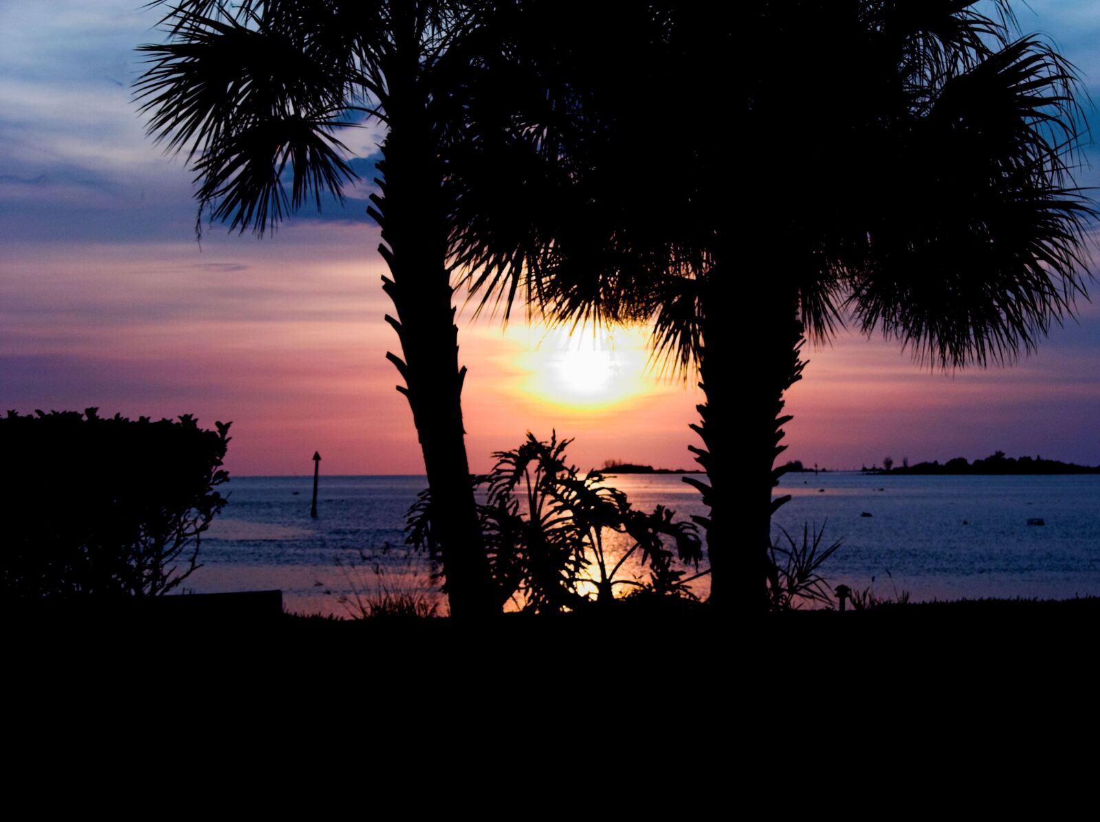 Nikon E8700 sample photo. Sunset, palm tree, pink photography