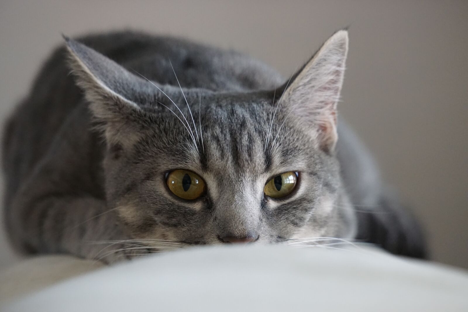 Sony E 55-210mm F4.5-6.3 OSS sample photo. Cat, home, cute photography