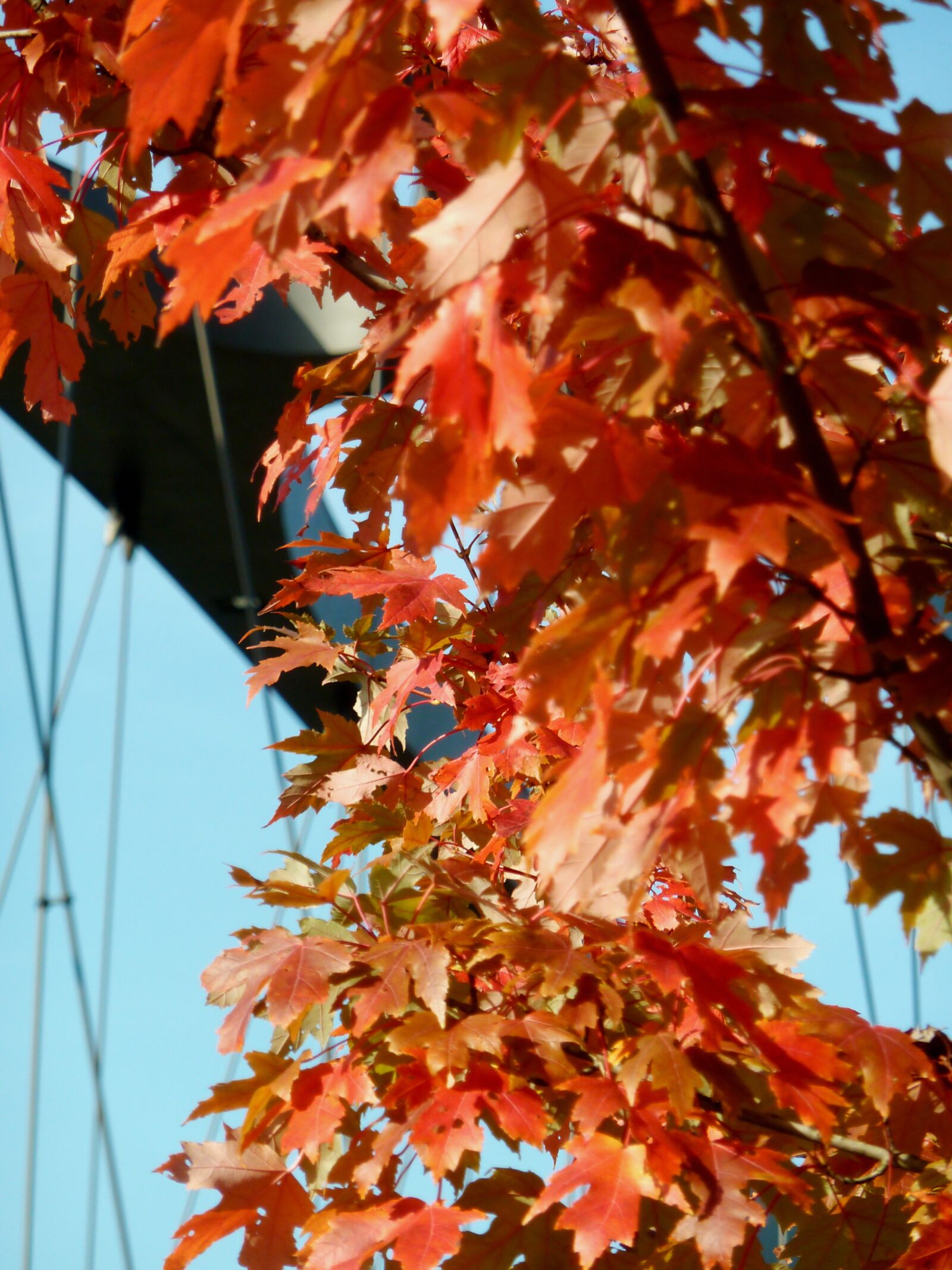 Panasonic DMC-TZ7 sample photo. Autumn, autumn leaf, leaf photography