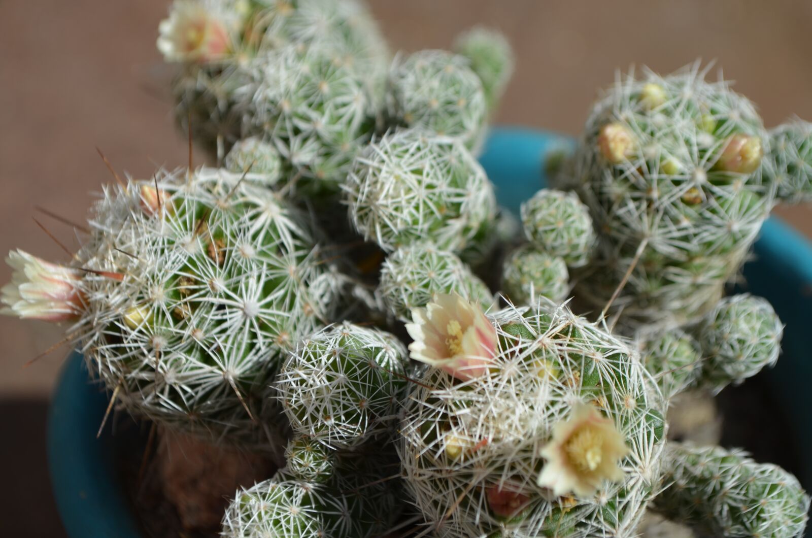 Nikon D5100 sample photo. Cactus, thorns, spines white photography