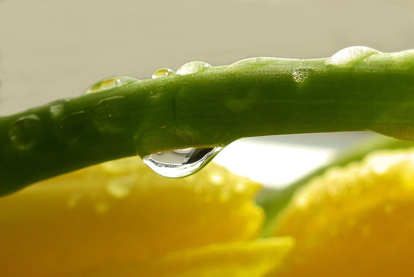 Panasonic Lumix DMC-FZ300 sample photo. Stengel, drop of water photography