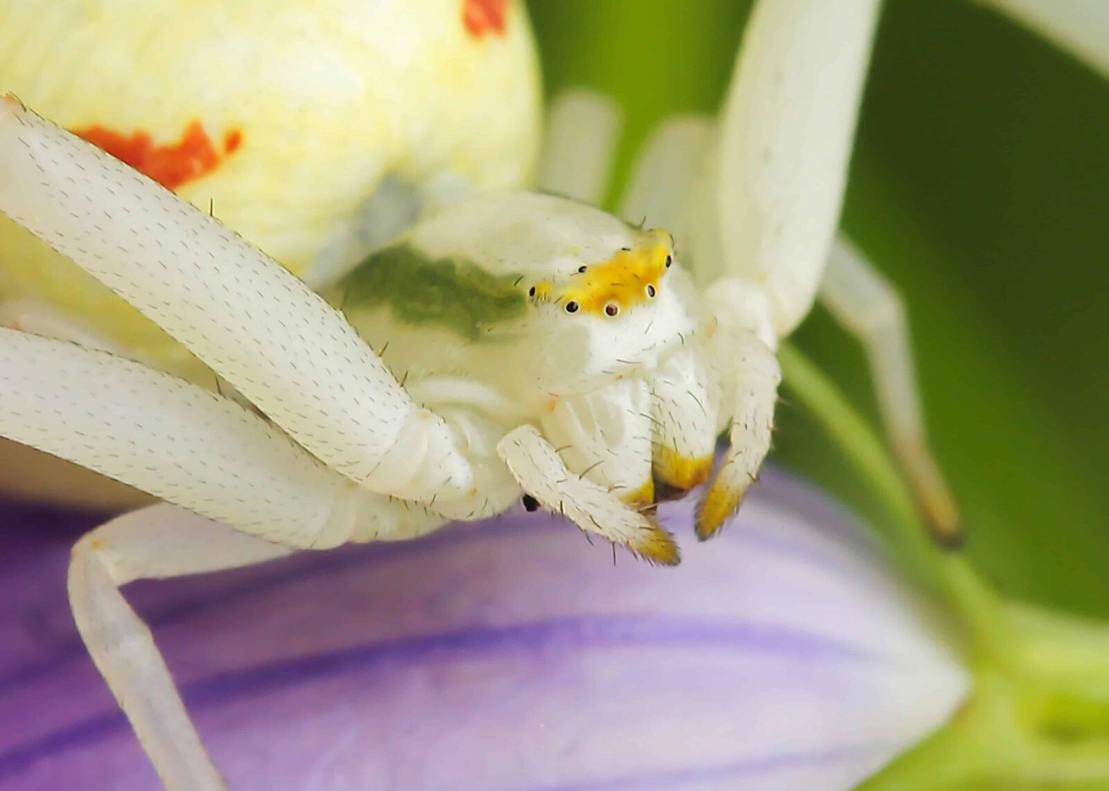 Canon EOS 1100D (EOS Rebel T3 / EOS Kiss X50) sample photo. Insect, white spider, garden photography