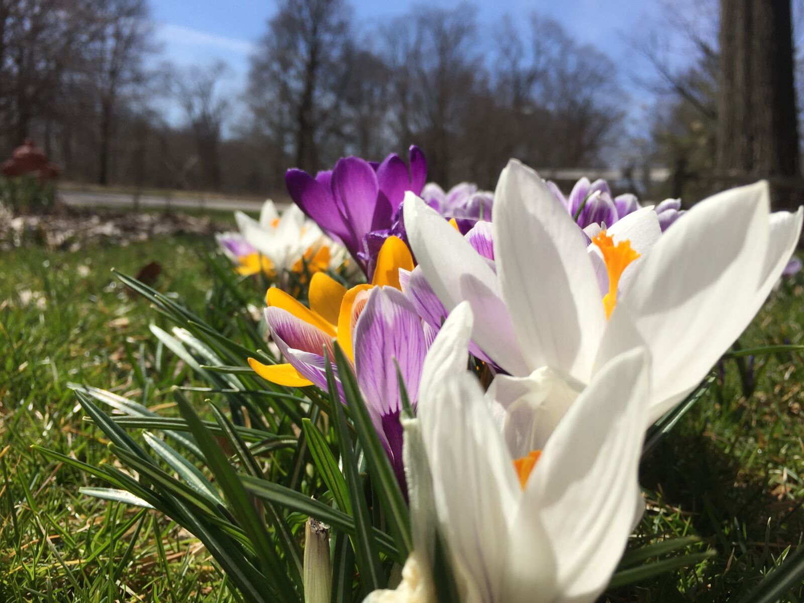 Apple iPhone 6 sample photo. Flower, tulip, floral photography