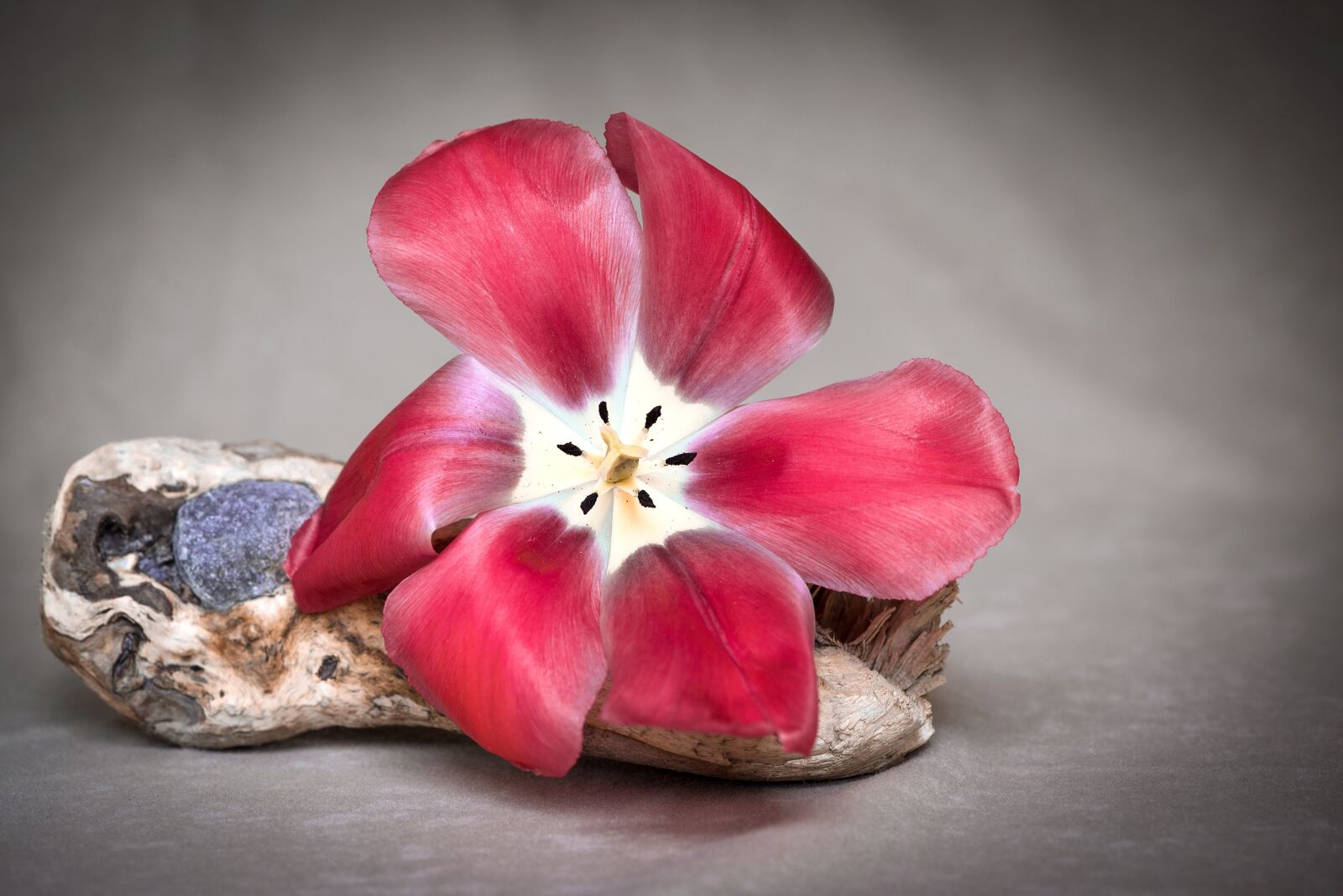Nikon D750 sample photo. Flower, tulip, red photography