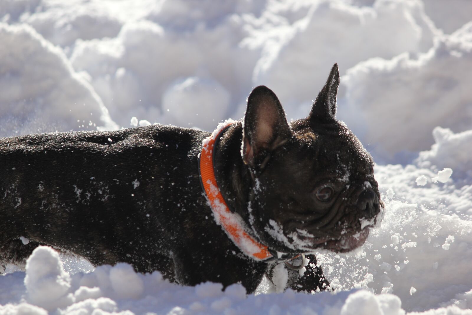 Canon EOS 550D (EOS Rebel T2i / EOS Kiss X4) sample photo. French bulldog, snow, fun photography