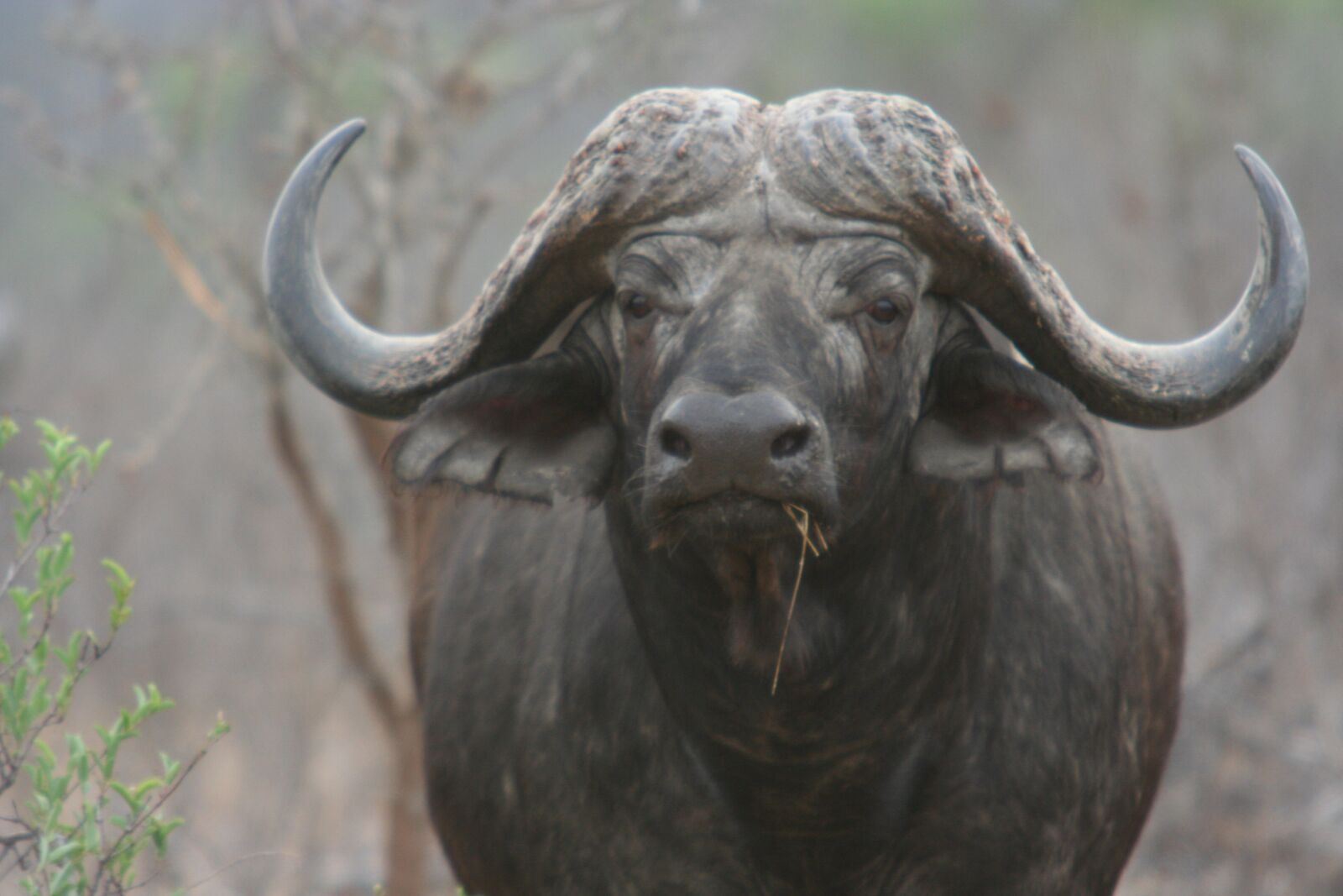 Canon EOS 350D (EOS Digital Rebel XT / EOS Kiss Digital N) sample photo. Buffalo, africa, big 5 photography