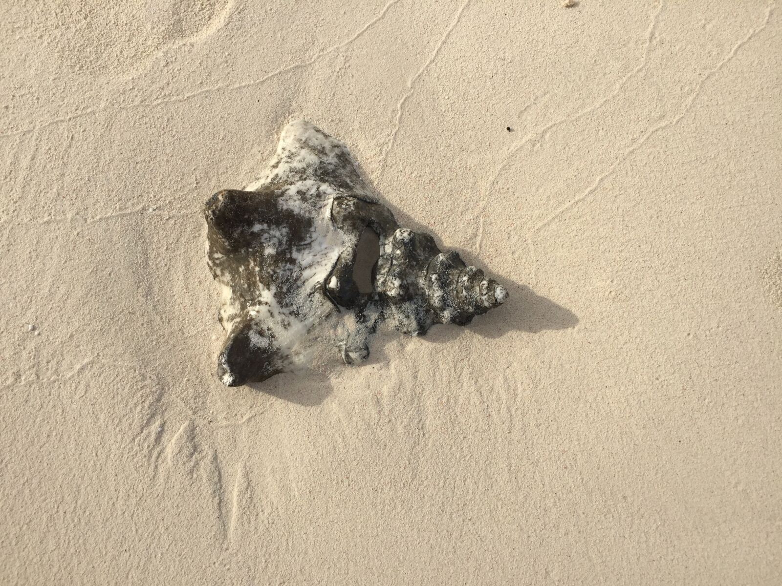 iPhone 6 back camera 4.15mm f/2.2 sample photo. Seashell, conch, shell photography
