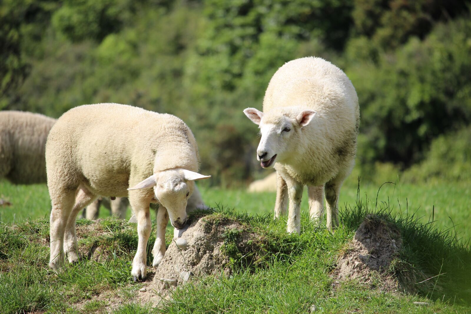 Canon EOS 700D (EOS Rebel T5i / EOS Kiss X7i) sample photo. Sheep, farm, green photography