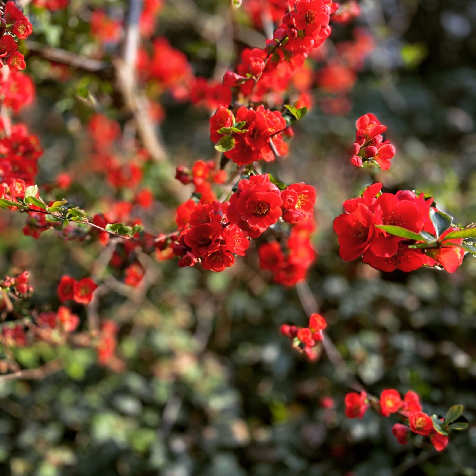 Apple iPhone 11 sample photo. Blossom, bloom, ornamental quince photography