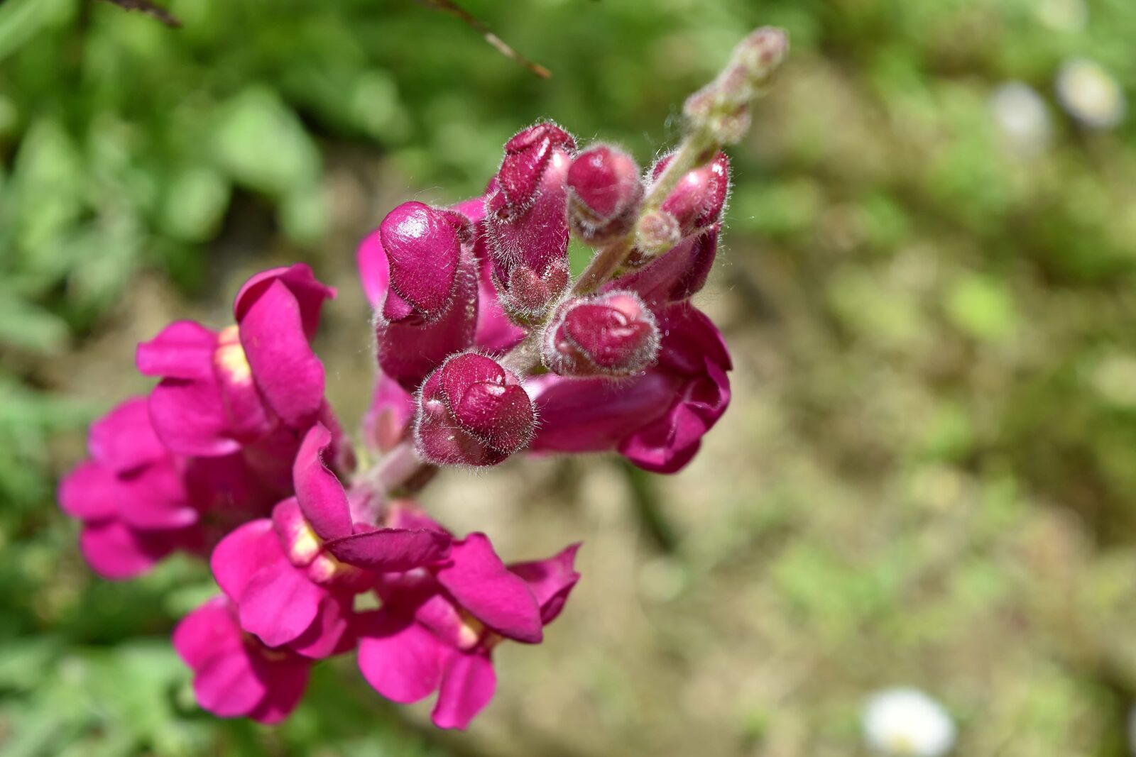 Nikon D5500 sample photo. Purple, wildflower, flower, shrub photography