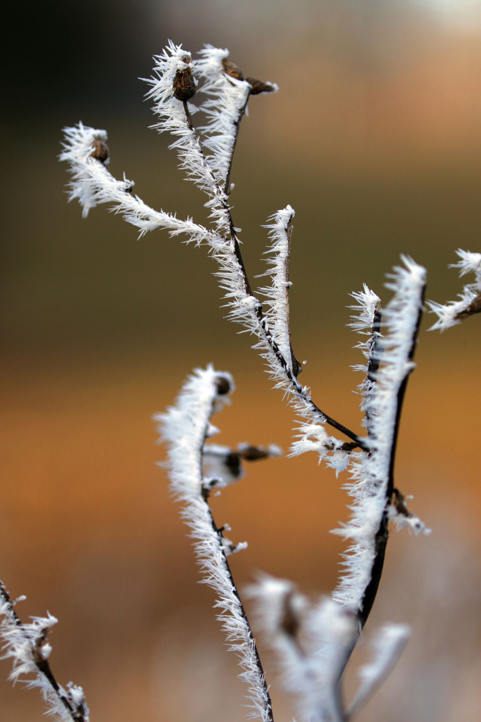 Canon EOS 7D Mark II sample photo. Plant, icy, trees photography