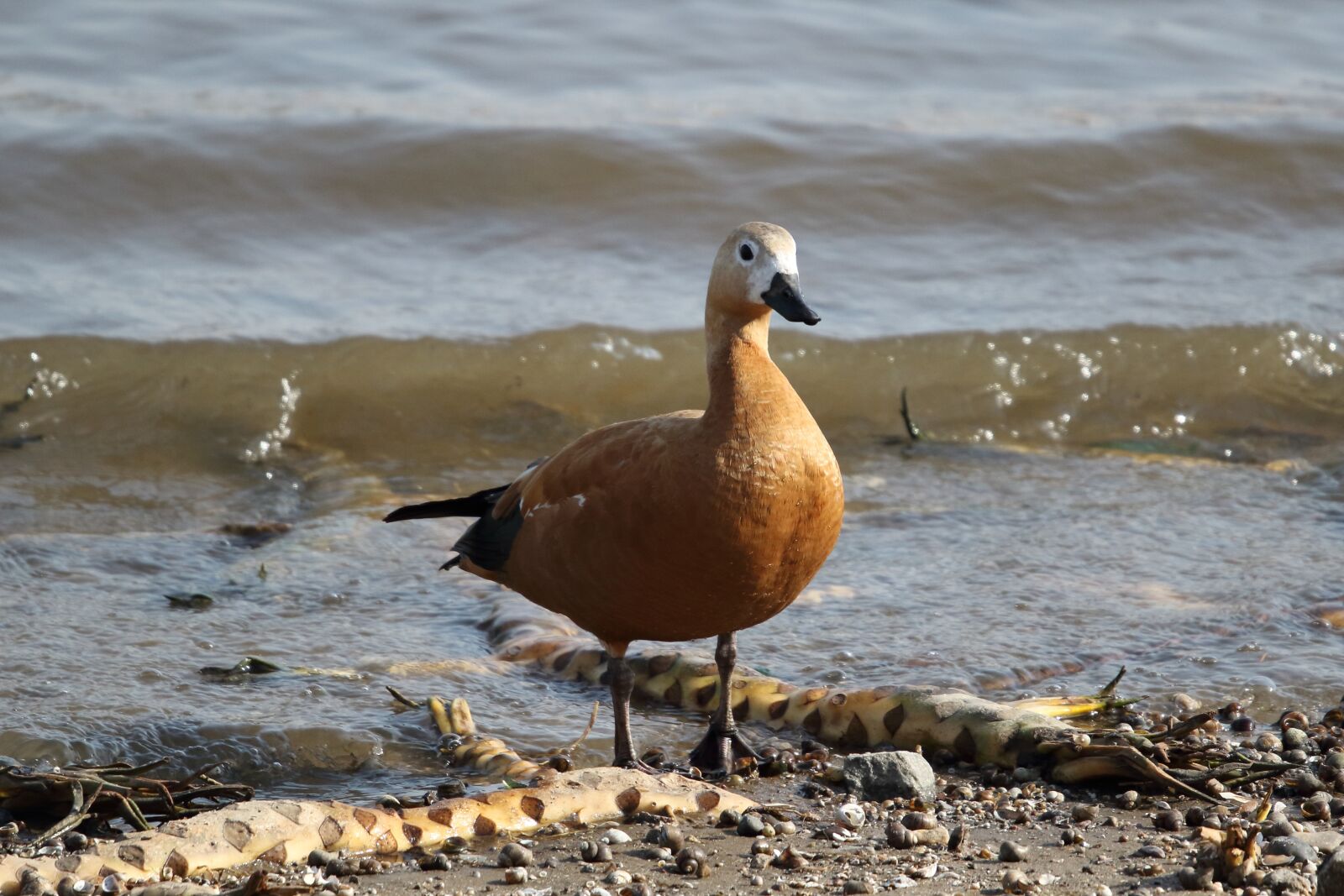 Sigma 100-400mm F5-6.3 DG OS HSM sample photo. Ogar, duck, bird photography