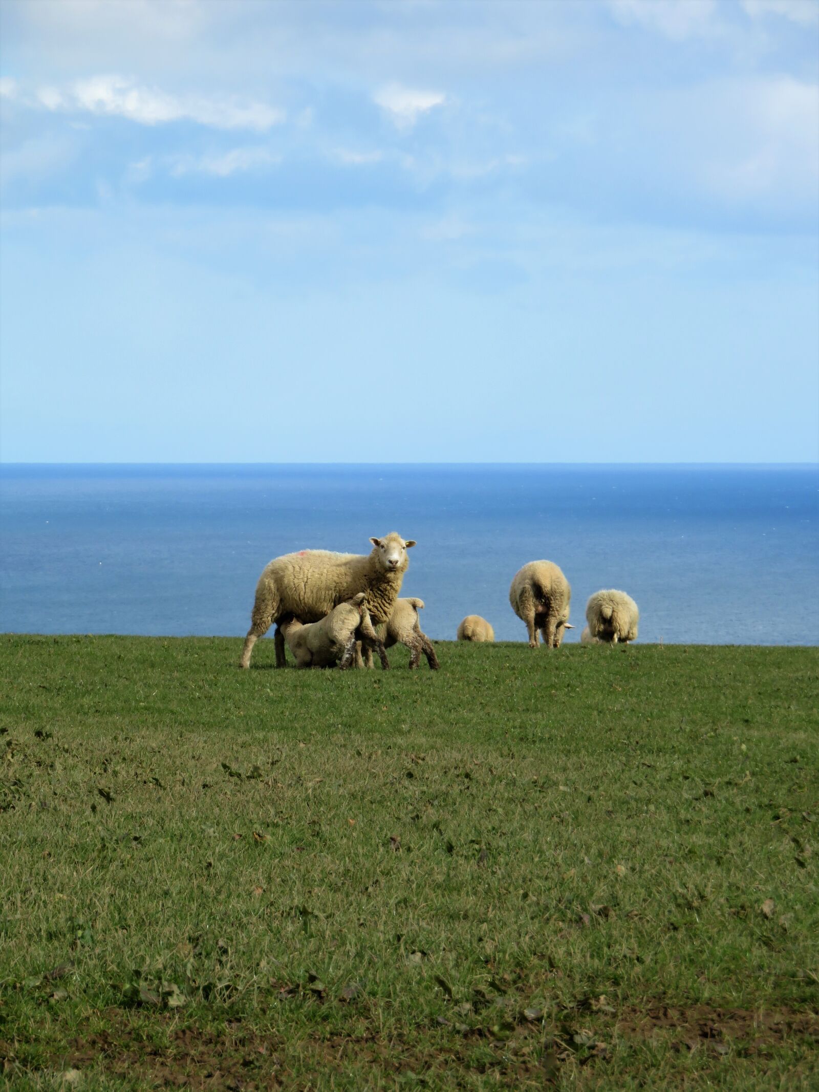 Canon PowerShot SX710 HS sample photo. Cornwall, england, sea photography