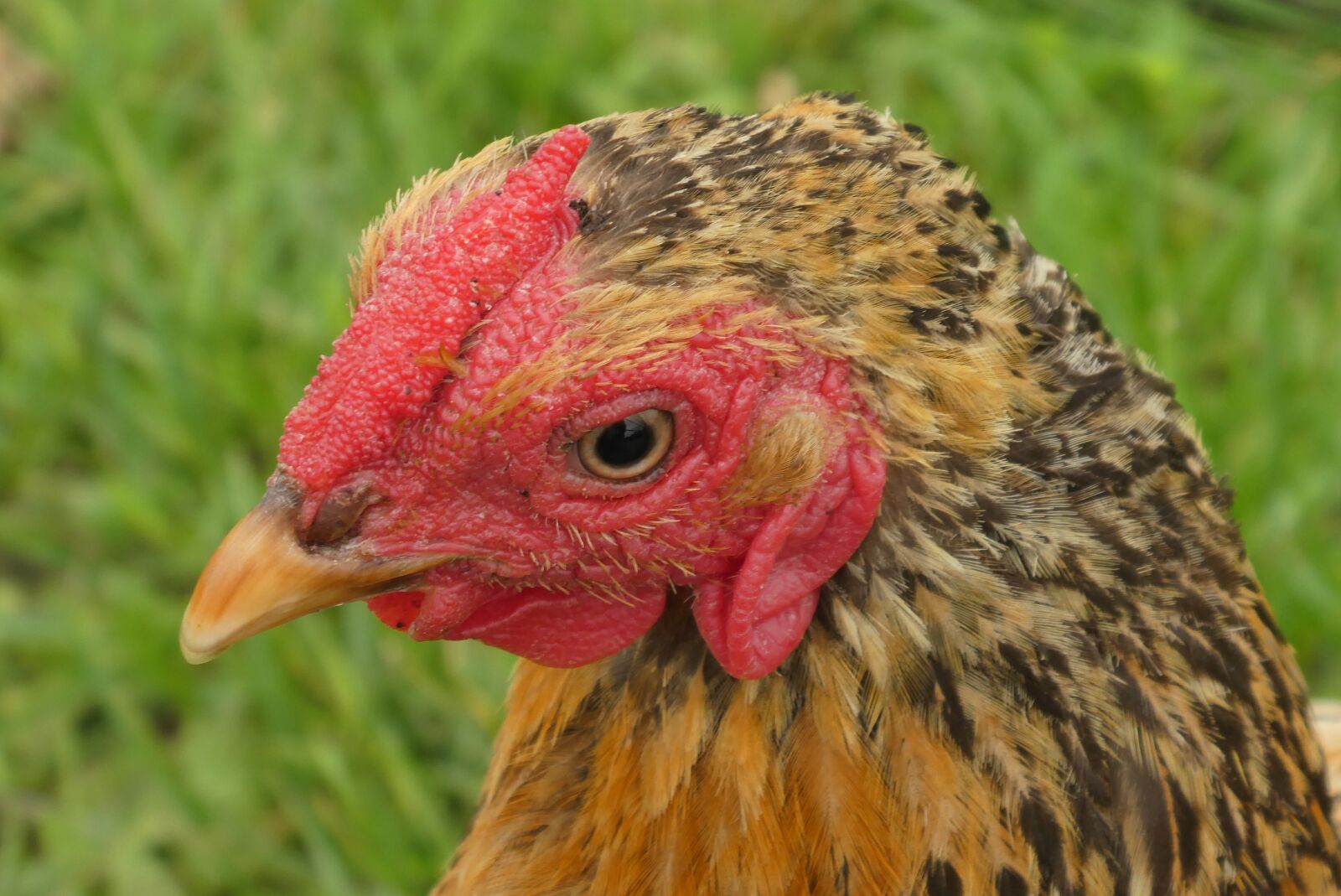 Panasonic Lumix DC-ZS70 (Lumix DC-TZ90) sample photo. Chicken, head, beak photography