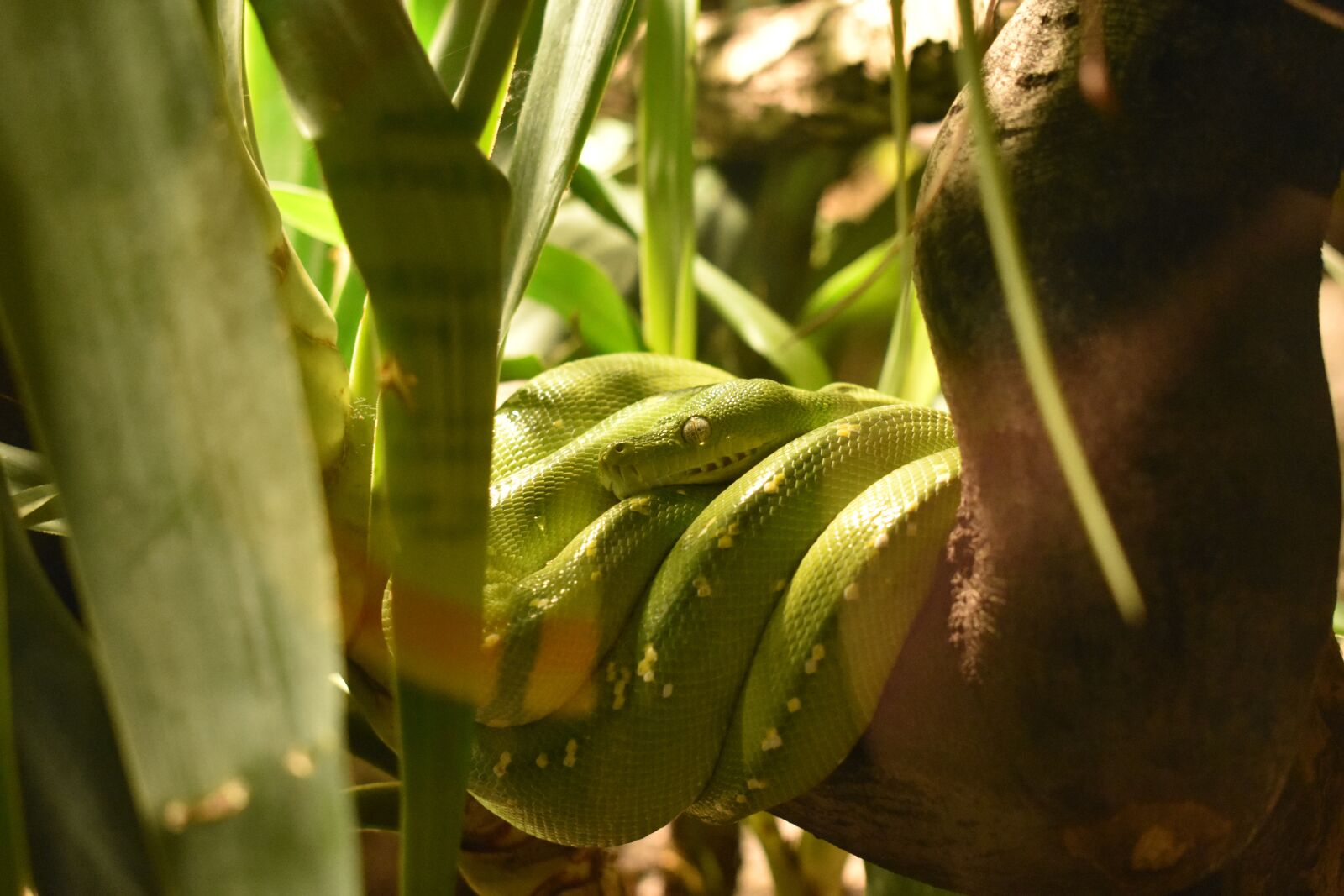 Nikon D3400 sample photo. Snake, green, reptile photography