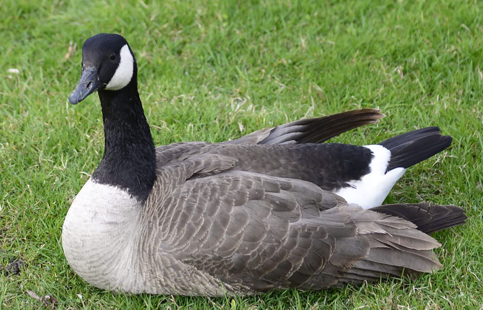 Nikon D610 sample photo. Canadian, goose, bird photography