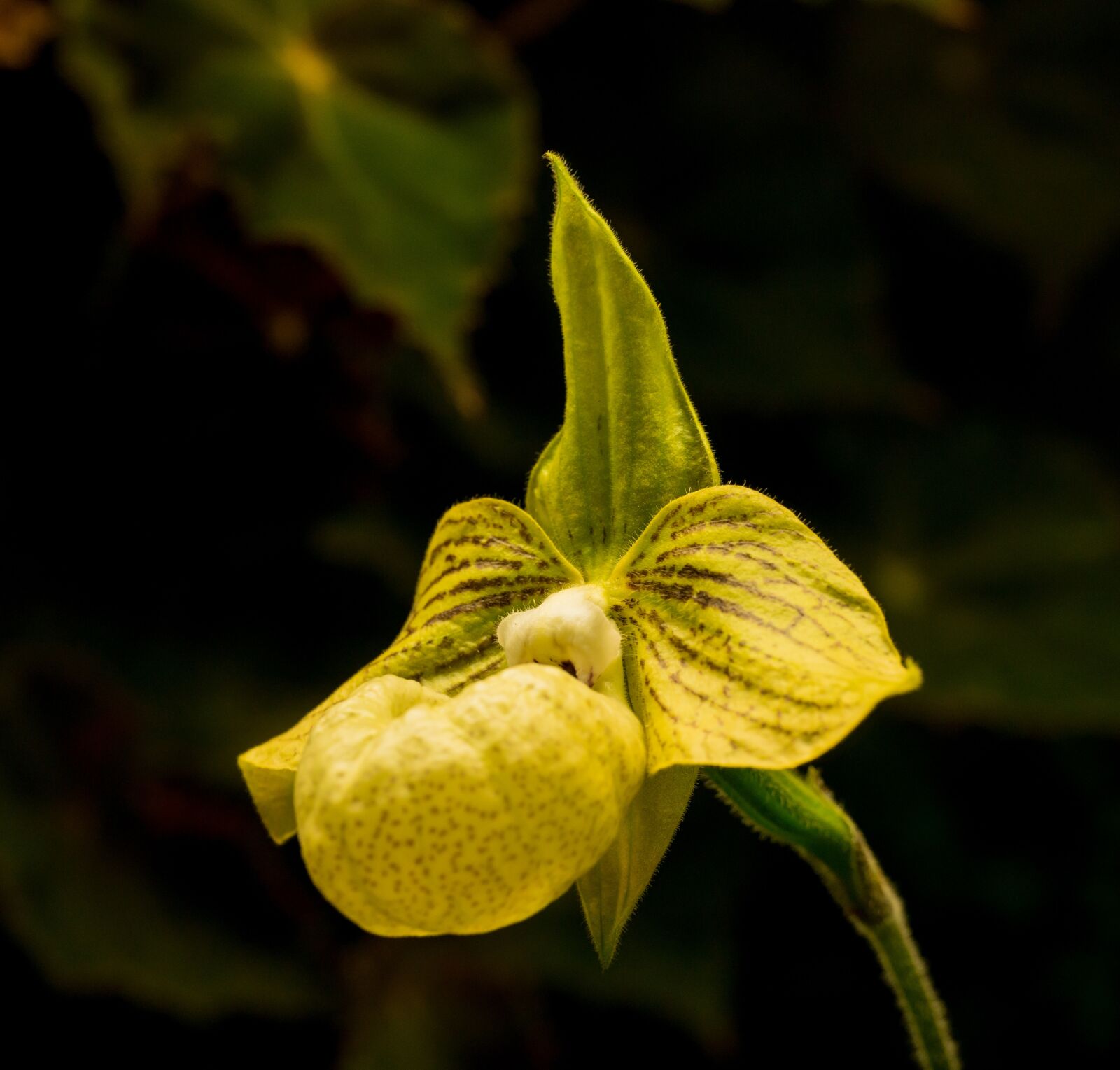 Nikon D800E sample photo. Orchid, yellow, face photography