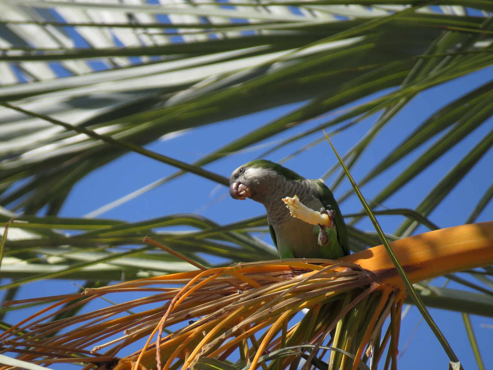 Canon PowerShot SX60 HS sample photo. Parrot, eating, date photography