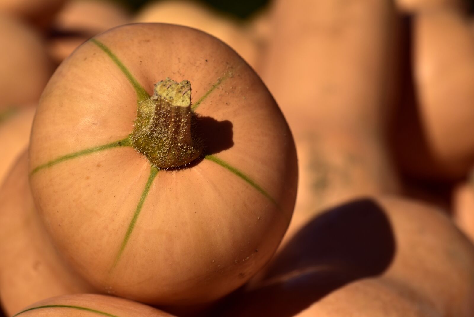 Nikon D750 sample photo. Pumpkin, butternut, vegetables photography
