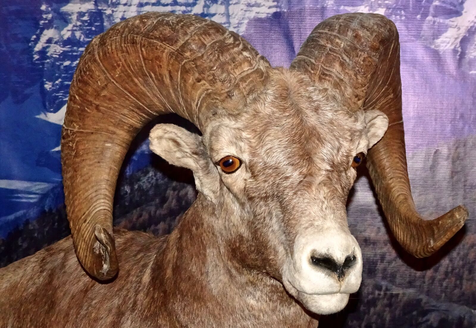 Sony Cyber-shot DSC-HX90V sample photo. Long horn sheep, canada photography