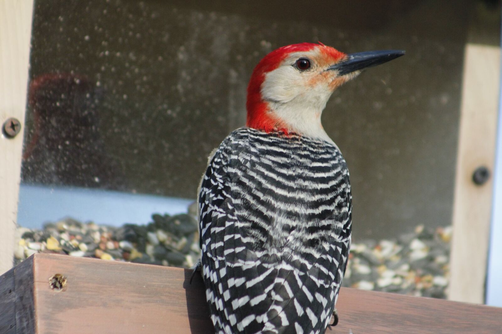 Canon EOS 550D (EOS Rebel T2i / EOS Kiss X4) sample photo. Bird, nature, bird feeder photography