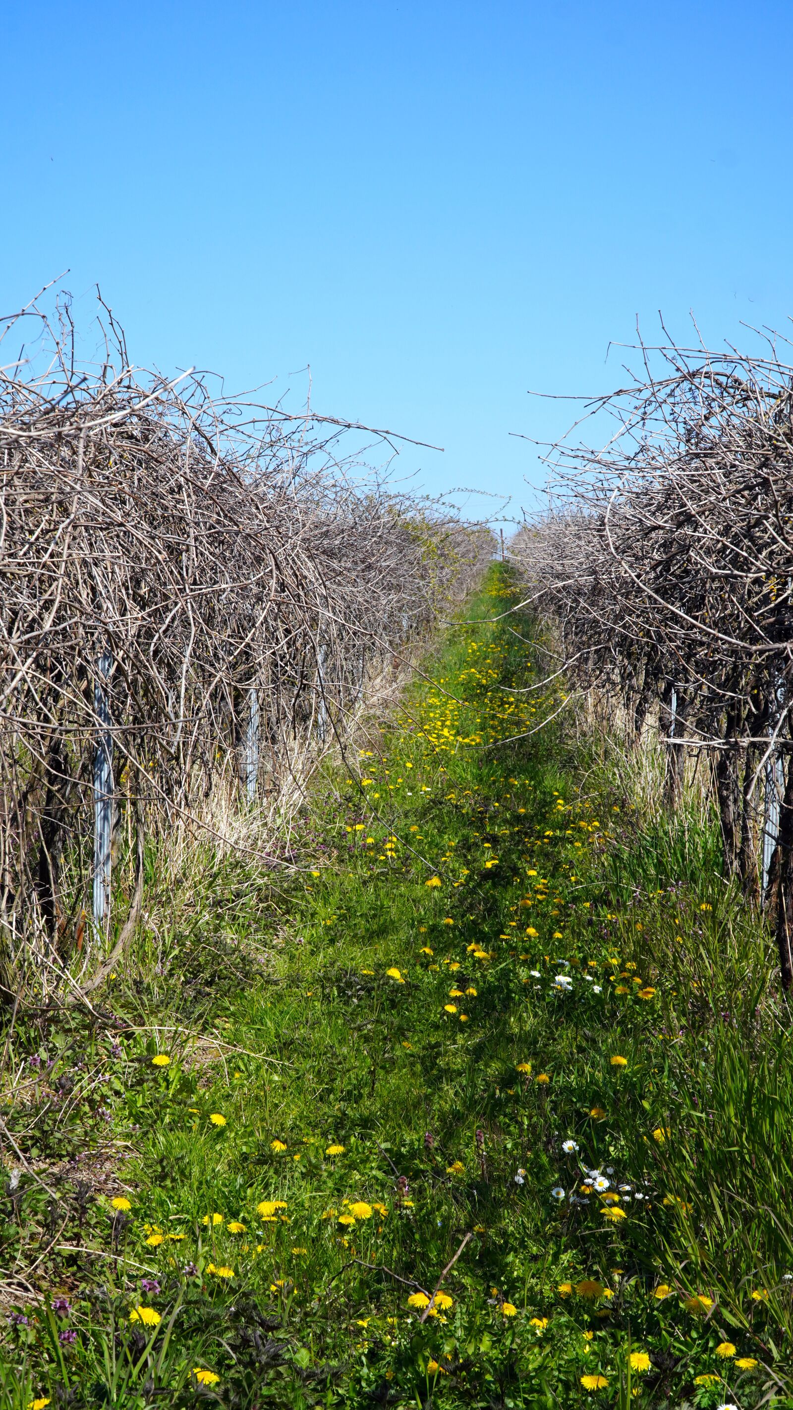 Sony E PZ 18-105mm F4 G OSS sample photo. Vineyard, wingert, winegrowing photography