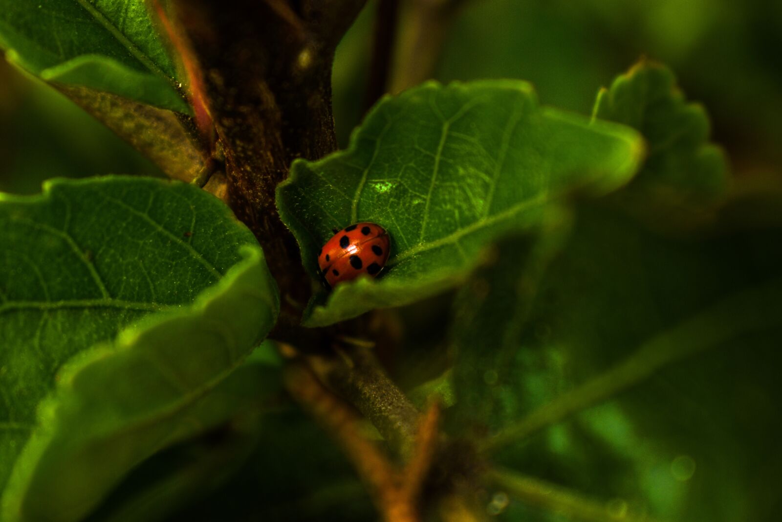 Nikon D3400 sample photo. Ladybug, insect, red photography