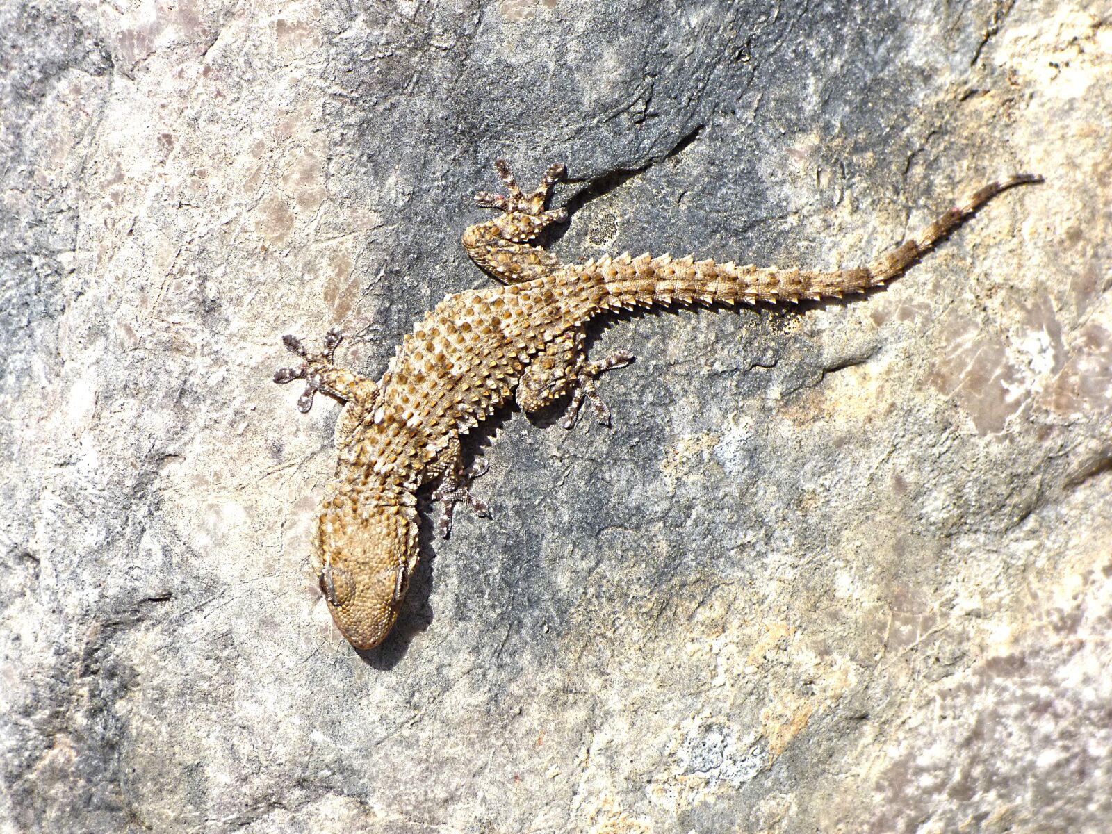 Panasonic Lumix DMC-FZ70 sample photo. Gecko, rocks, texture photography