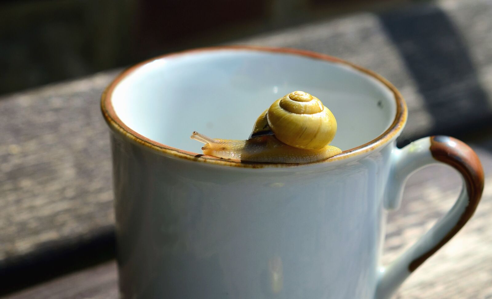 Nikon D5100 sample photo. Wood, cup, ceramic, snail photography