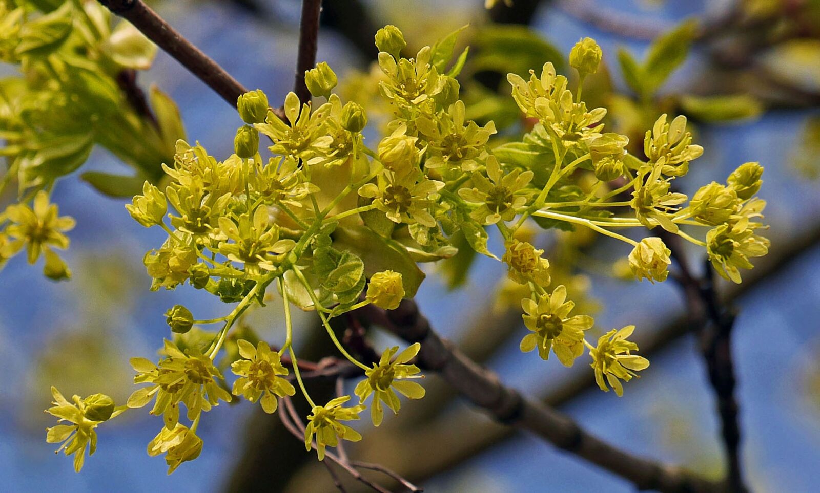 Panasonic Lumix DMC-GH3 sample photo. Maple flowers, tree, branch photography