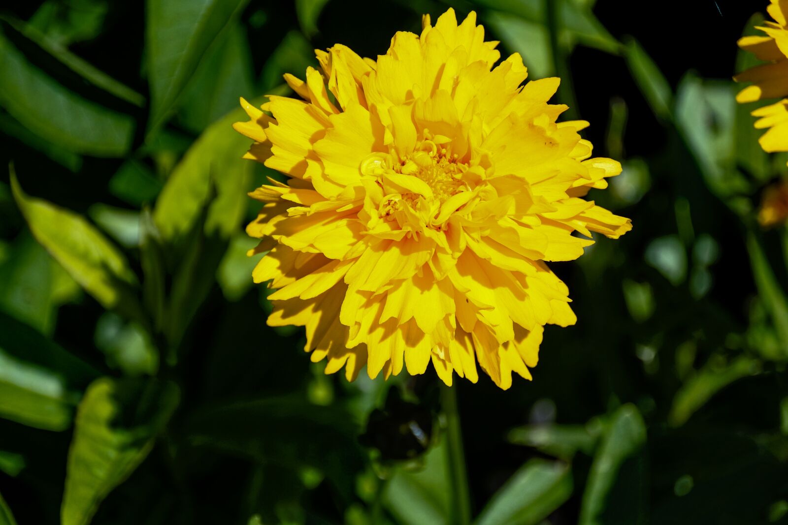 1 NIKKOR VR 10-100mm f/4-5.6 sample photo. Mädchenauge, yellow, flower photography