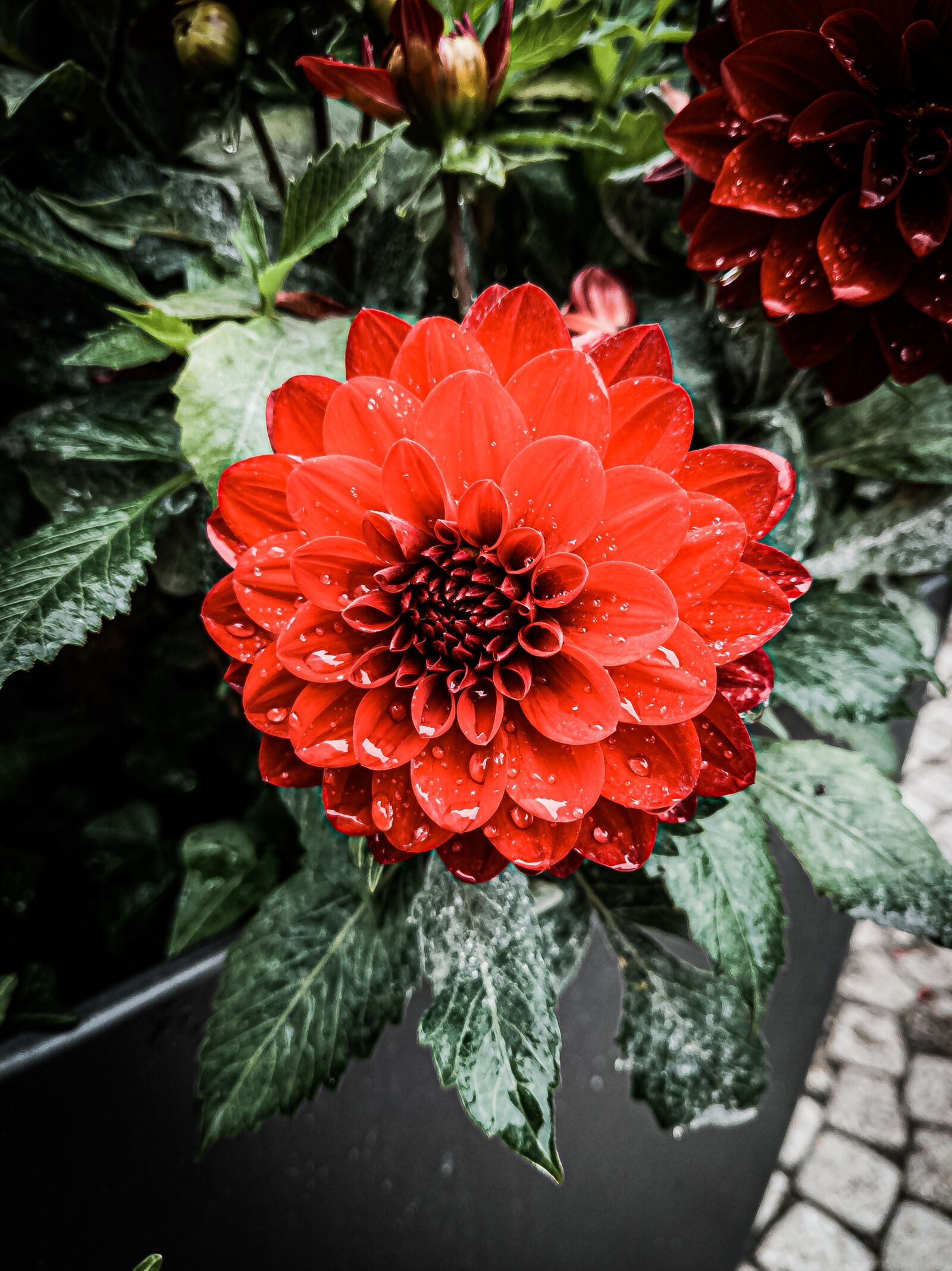 Google Pixel 3a sample photo. Dahlia, flower, bloom photography