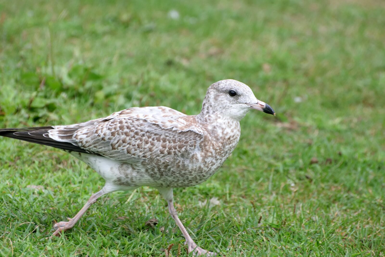 Nikon D5300 sample photo. Animal, bird, juvenile photography
