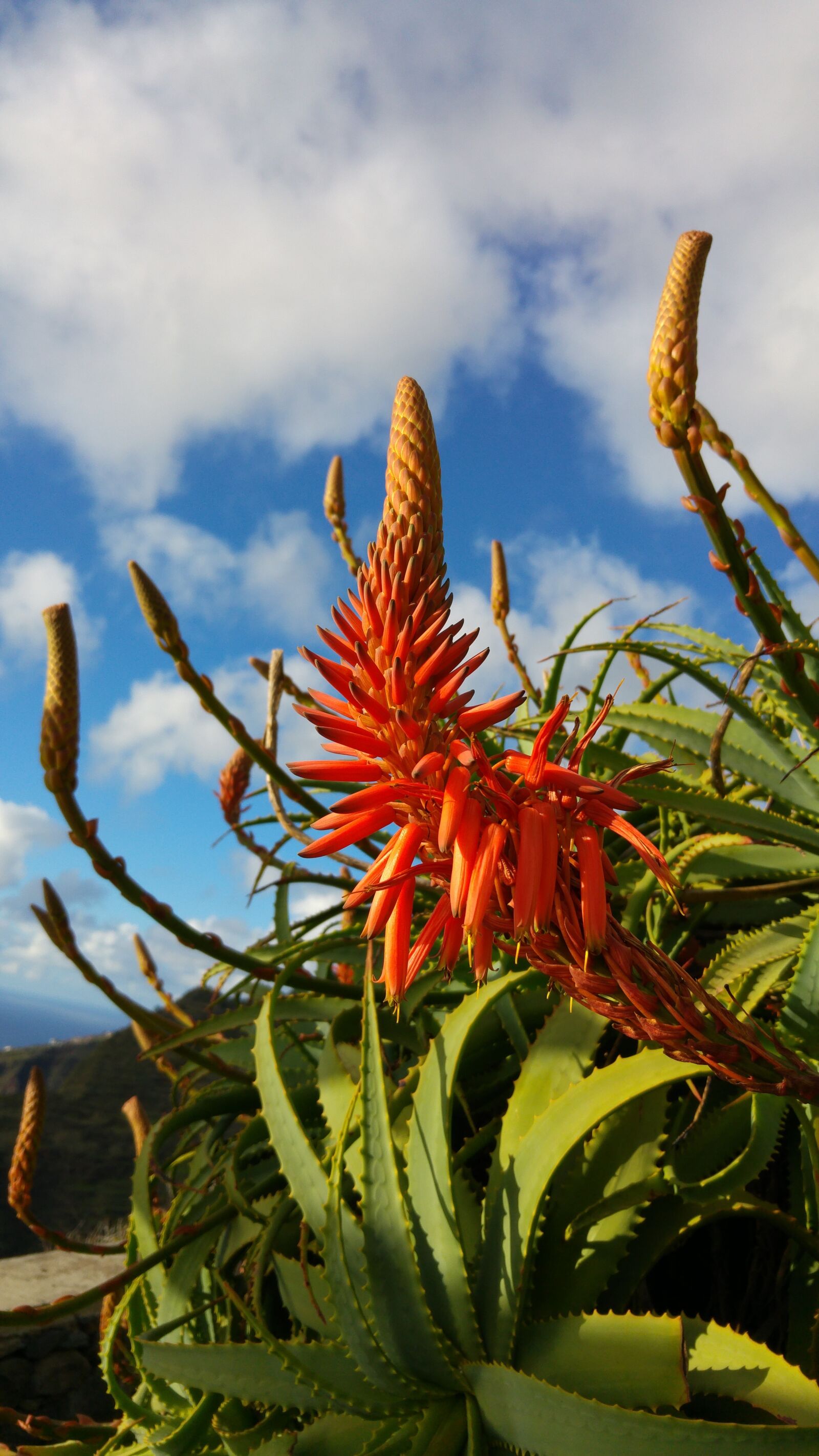 LG G4 sample photo. Aloe, flower, madeira photography